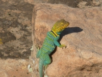 Another Collared Lizard